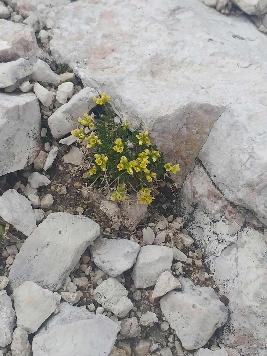 Draba? quale?